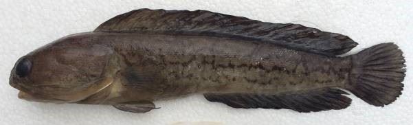 圖1、這尾標本的顏色較深，導致背鰭基部的黑斑較不明顯。體側的小白點是鱗片脫落的痕跡