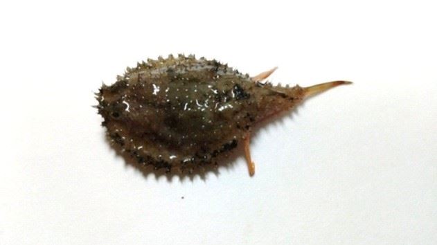 圖1、棘茄魚背面