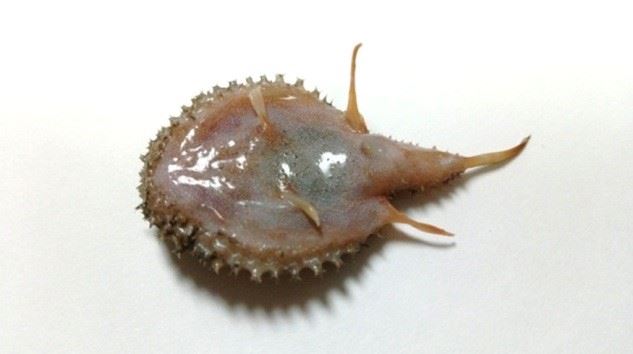 圖3、棘茄魚腹面