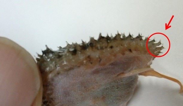 圖2、棘刺呈柱狀體而頂部向外擴而分叉