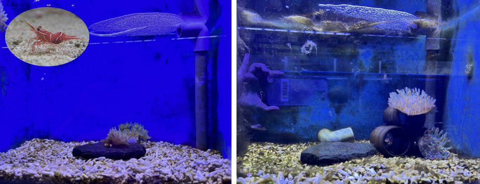 圖5、機械蝦缸的海葵在放入蝦子一個月後的變化