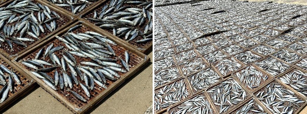 圖2、臭肉?放在竹篩排列於曬魚場上