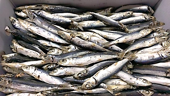 圖3、整尾規格的臭肉?裝箱販售