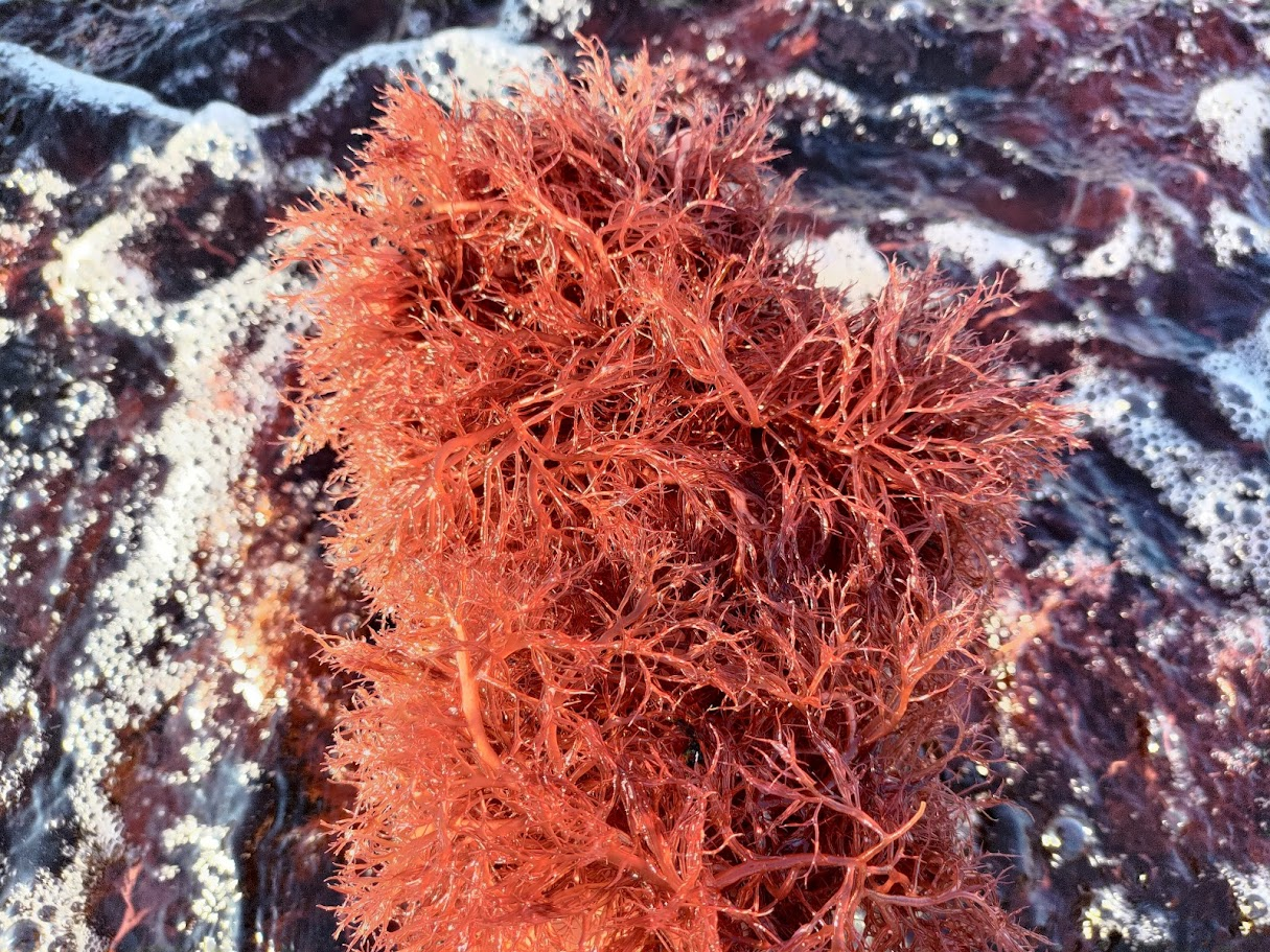 可供食用的錐尖擬紅翎藻(Agardhiella subulata)屬於紅藻門