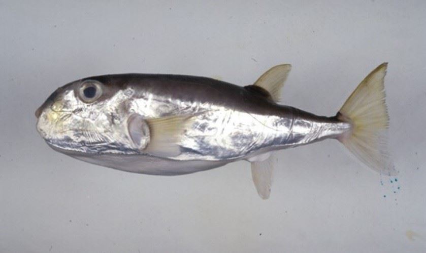 圖4、月尾兔頭魨 (圖片引用自臺灣魚類資料庫)