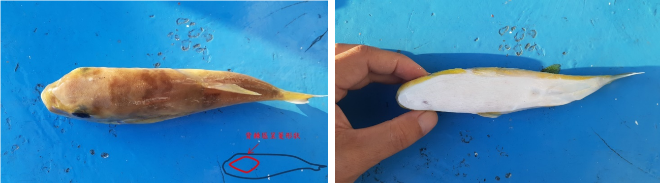 圖3、懷氏兔頭魨體背棘區呈菱形（左），腹部有縱行皮褶（右）