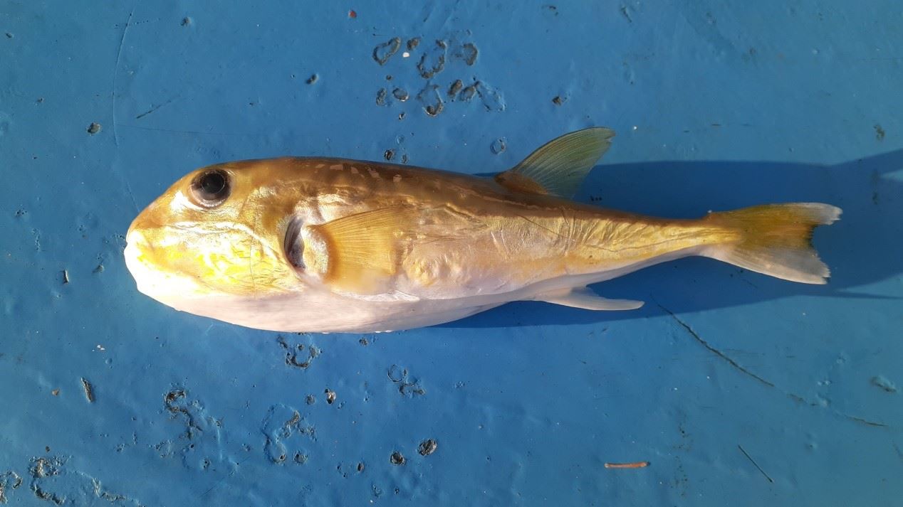 圖2、懷氏兔頭魨