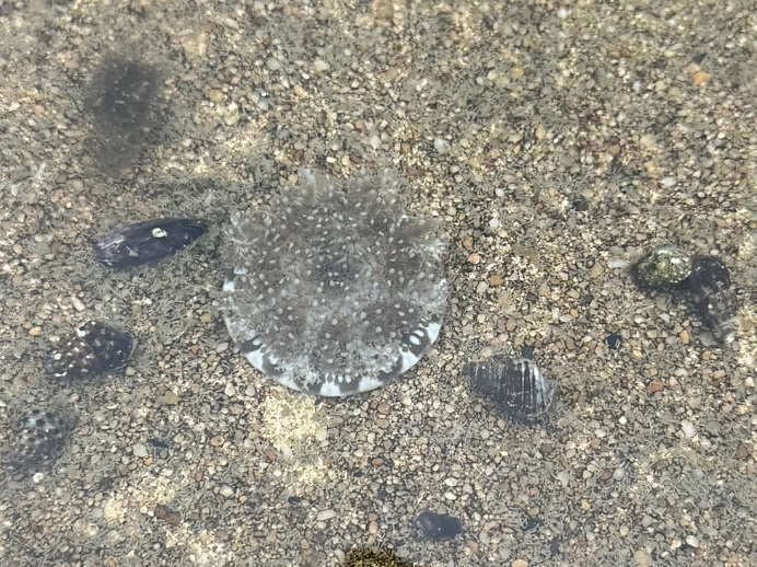 圖4、仙后水母成體