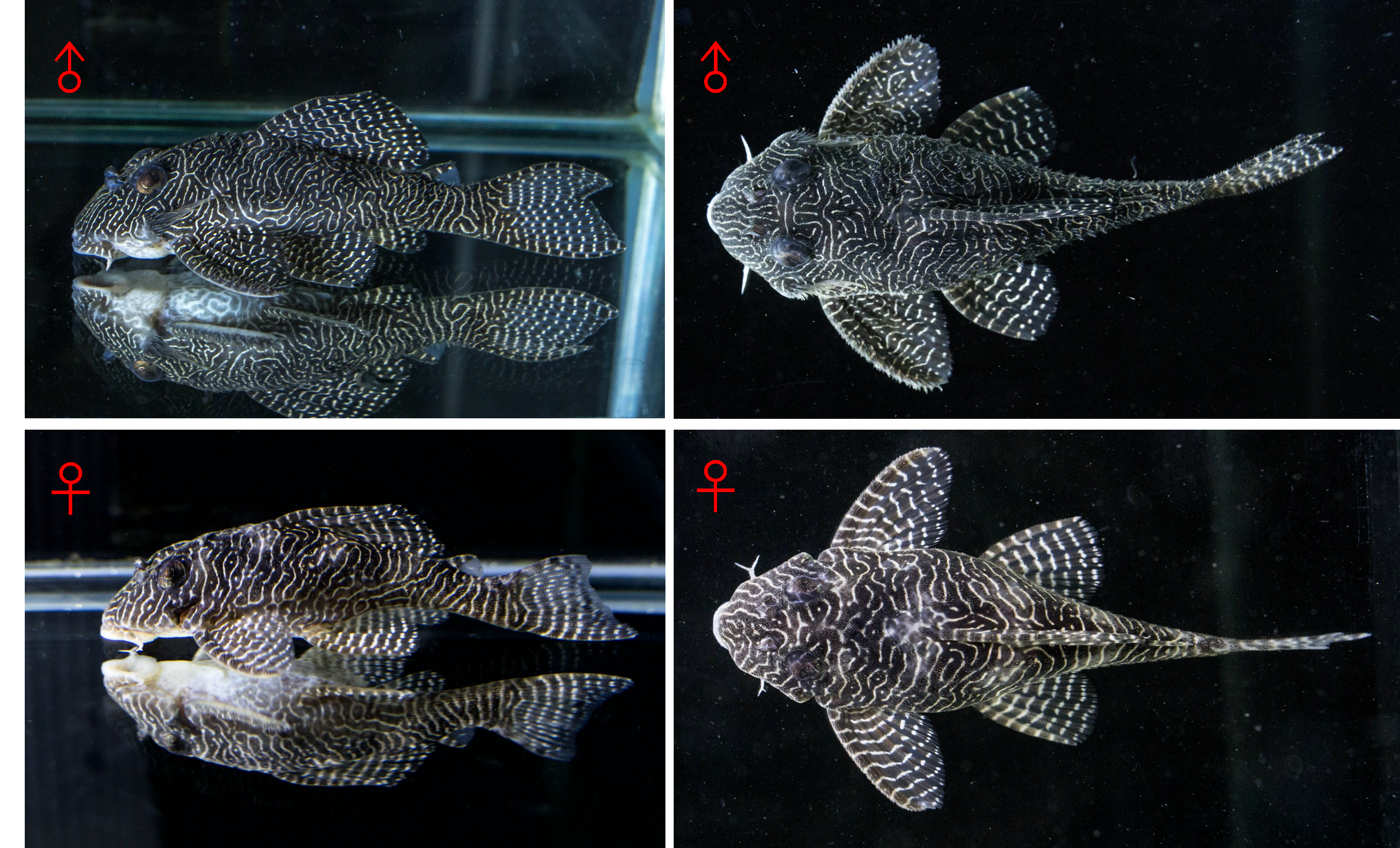 皇后迷宮異形種魚