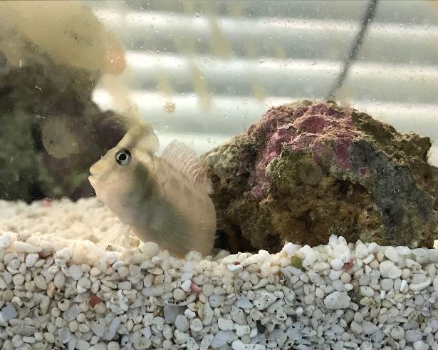 斑頭肩鰓?親魚2