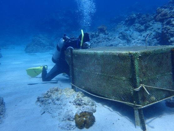 圖4、研究人員進行活存率調查