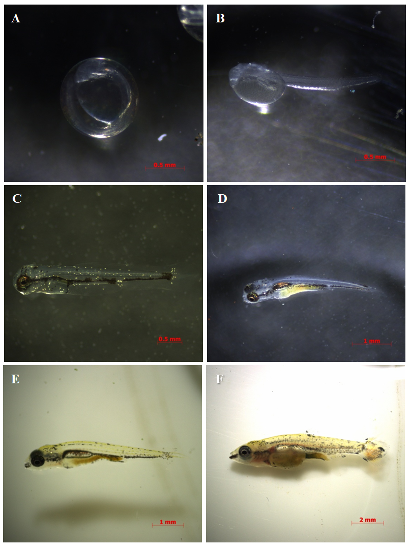 貝氏鉛筆燈仔魚發育過程
