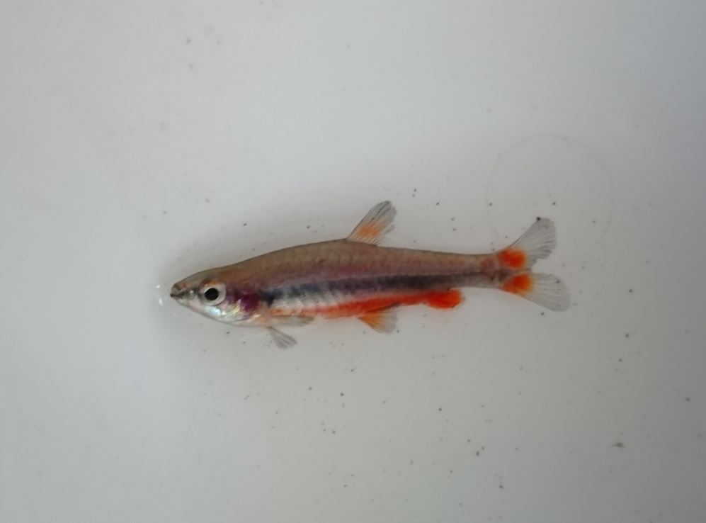 貝氏鉛筆燈成魚