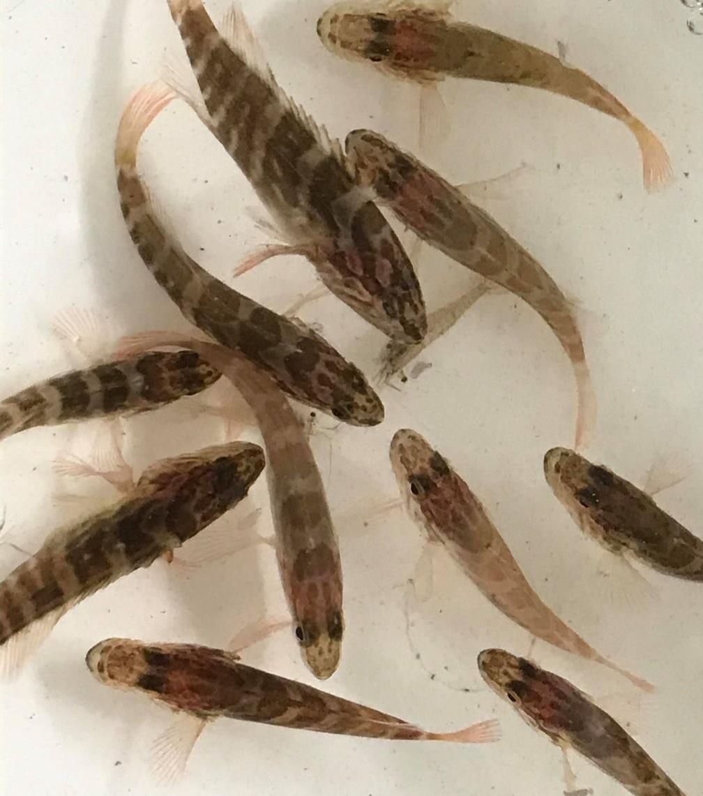 圖3. 稚魚出現褐色條紋