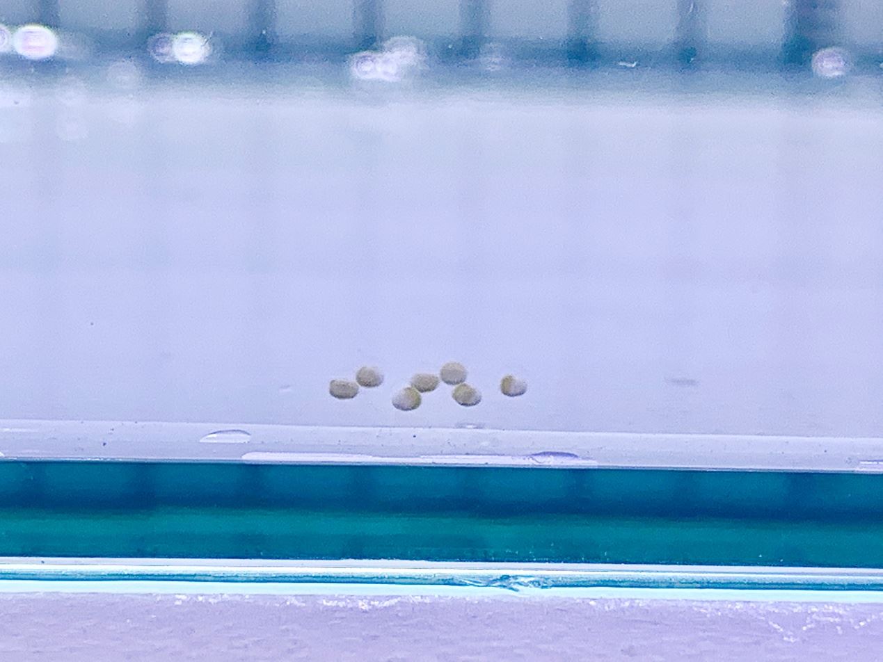 帝王燈的受精卵