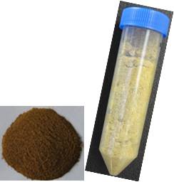 圖2金銀花藥材與其萃取物