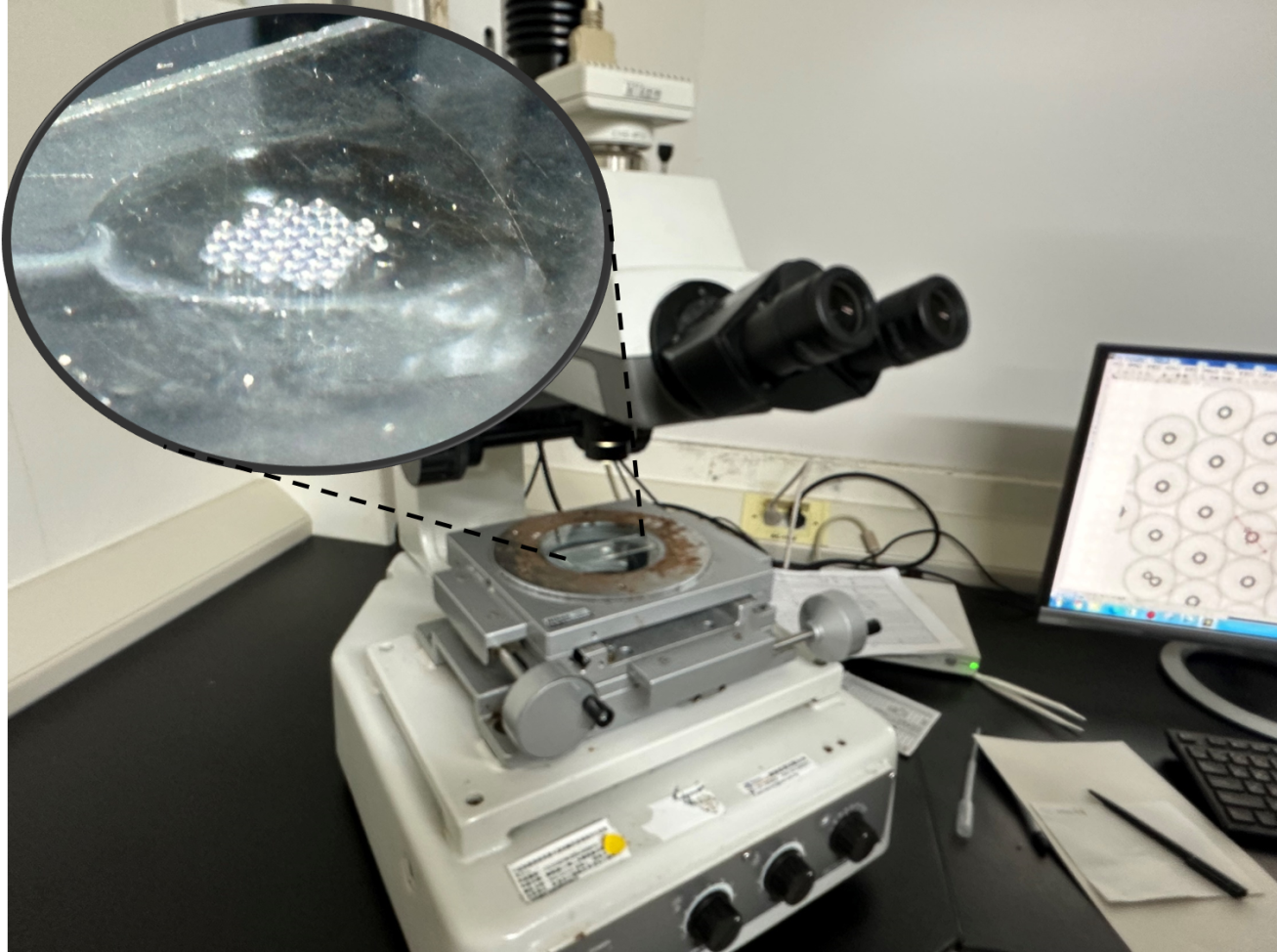 圖2、觀察卵粒發育狀況