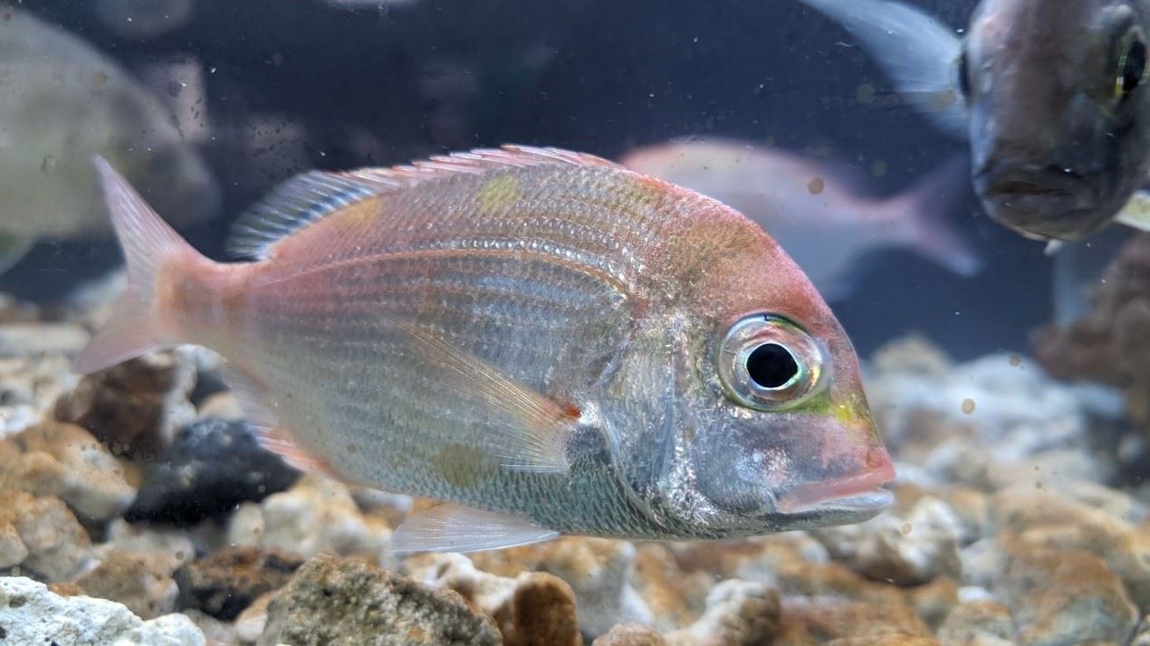 圖1、赤鯮成魚