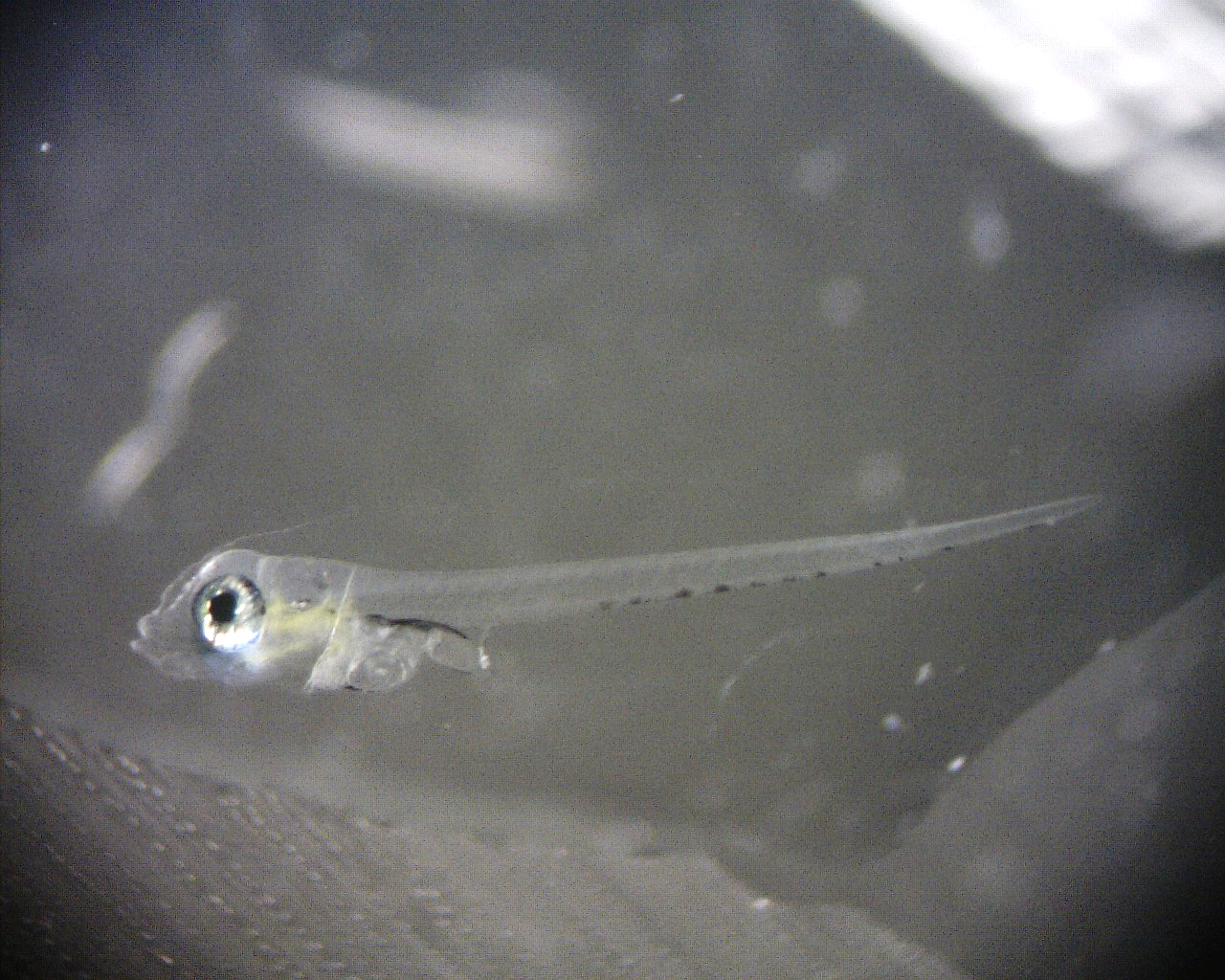 圖3、孵化後第4天仔魚全長3.1 mm，眼睛黑化，確認已開口