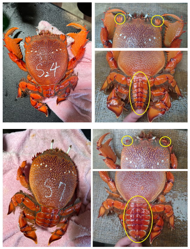 圖1、旭蟹種蟹，雌雄性別主要可從甲殼型態及上緣的鋸齒分辨。（上）公蟹：雄性甲殼上緣呈直角狀，鋸齒較為寬大，腹板窄而尖直，螯較母蟹來的大；（下）母蟹：頭胸甲前緣呈現圓弧狀，突出之角較短，腹板寬圓利於抱卵