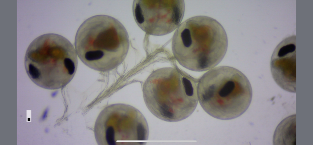 圖4、自然環境下產出的旭蟹卵呈現明顯的橘紅色