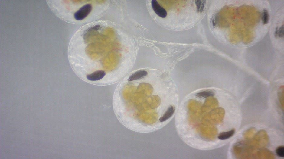 圖2、人工環境下培育之蟹卵透明無色