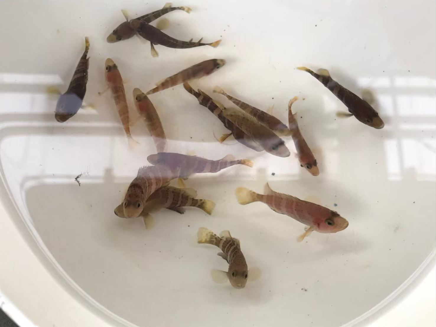 圖2、首批成功培育的青石斑魚苗