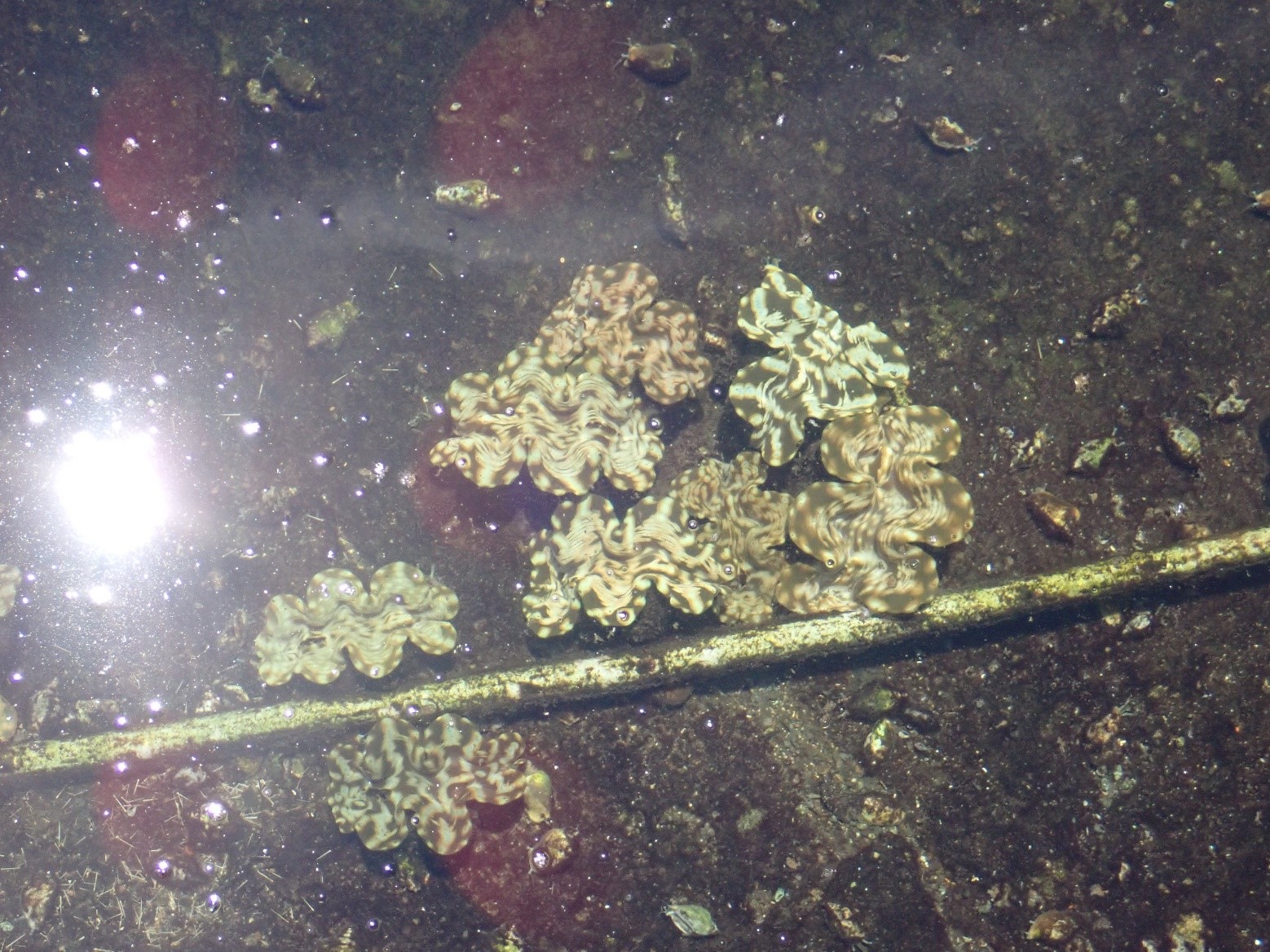 人工繁殖約2歲齡之鱗硨磲亞成貝