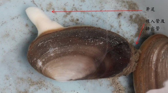 象拔蚌與其構造