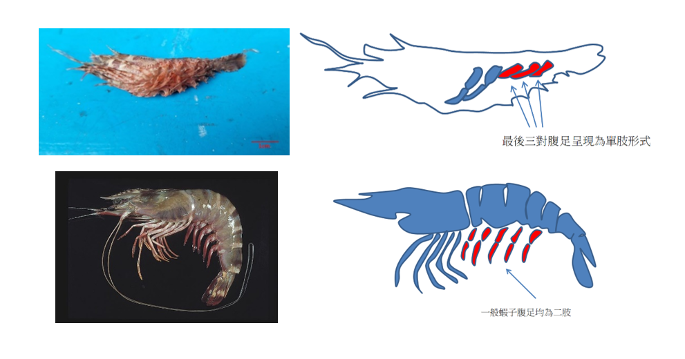 披針單肢蝦