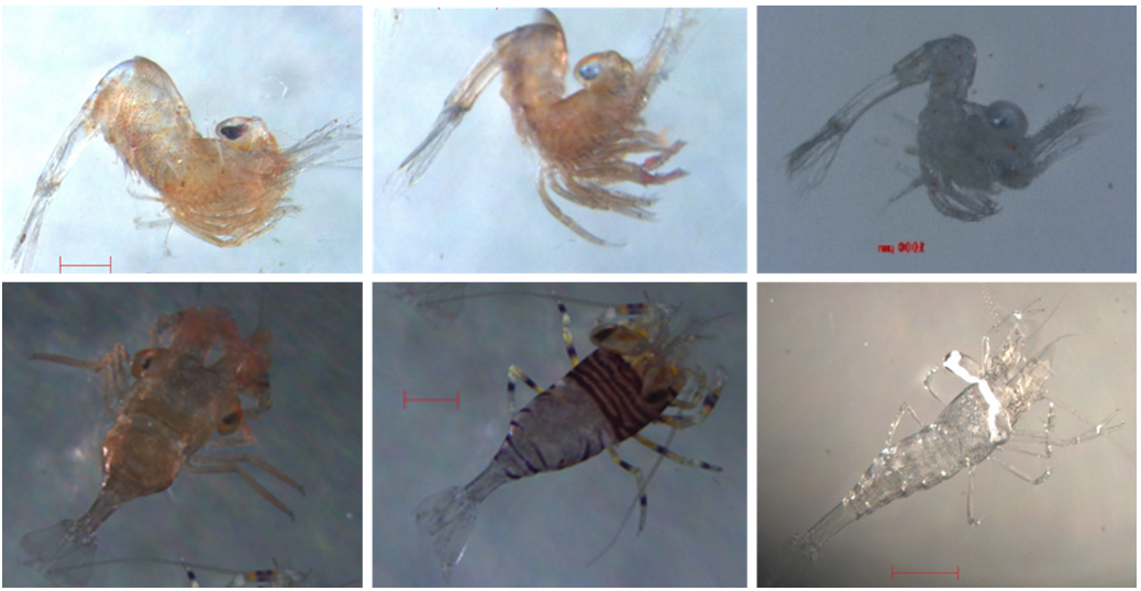 (上) 浮游期幼苗；(下) 後期蝦苗。由左至右分別為：拳擊蝦、蜜蜂蝦、海葵蝦 