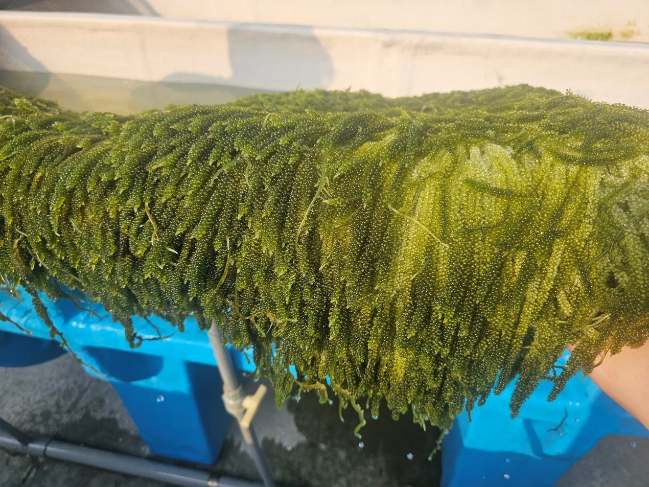 海葡萄