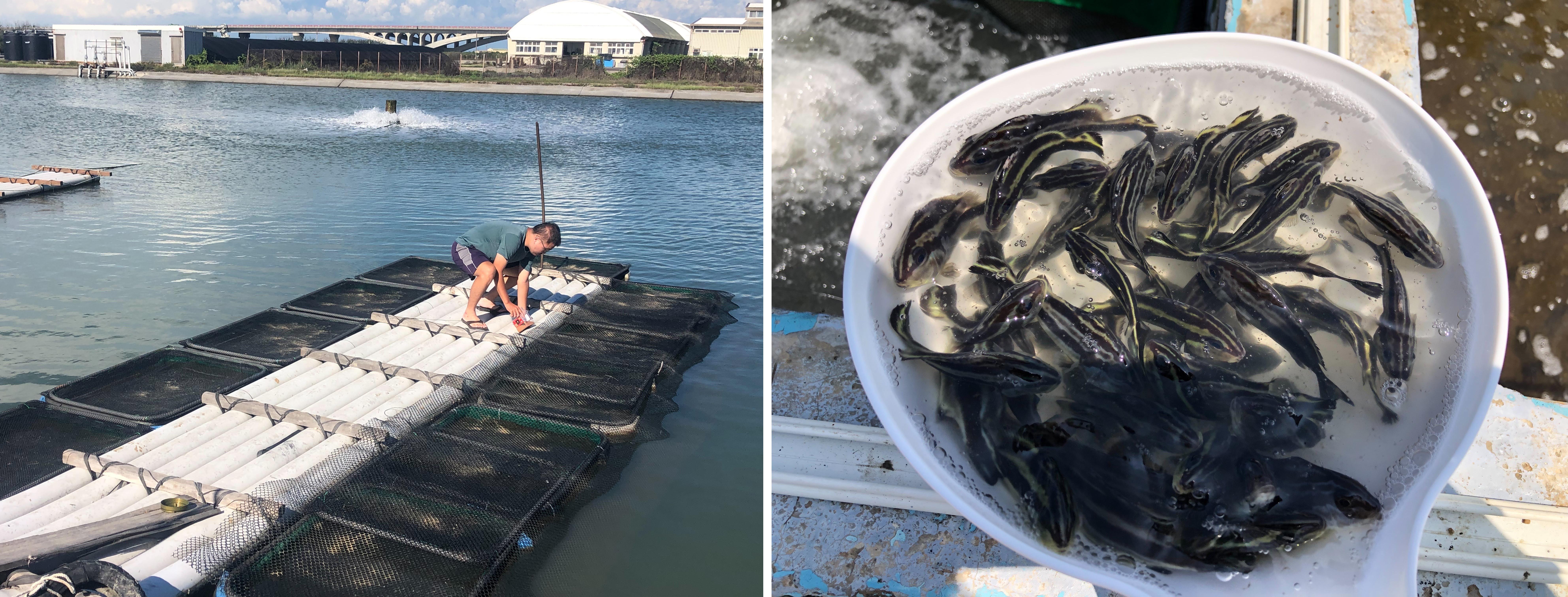 本次放流的密點少棘胡椒鯛幼魚（右）先在箱網中進行中間育成（左）