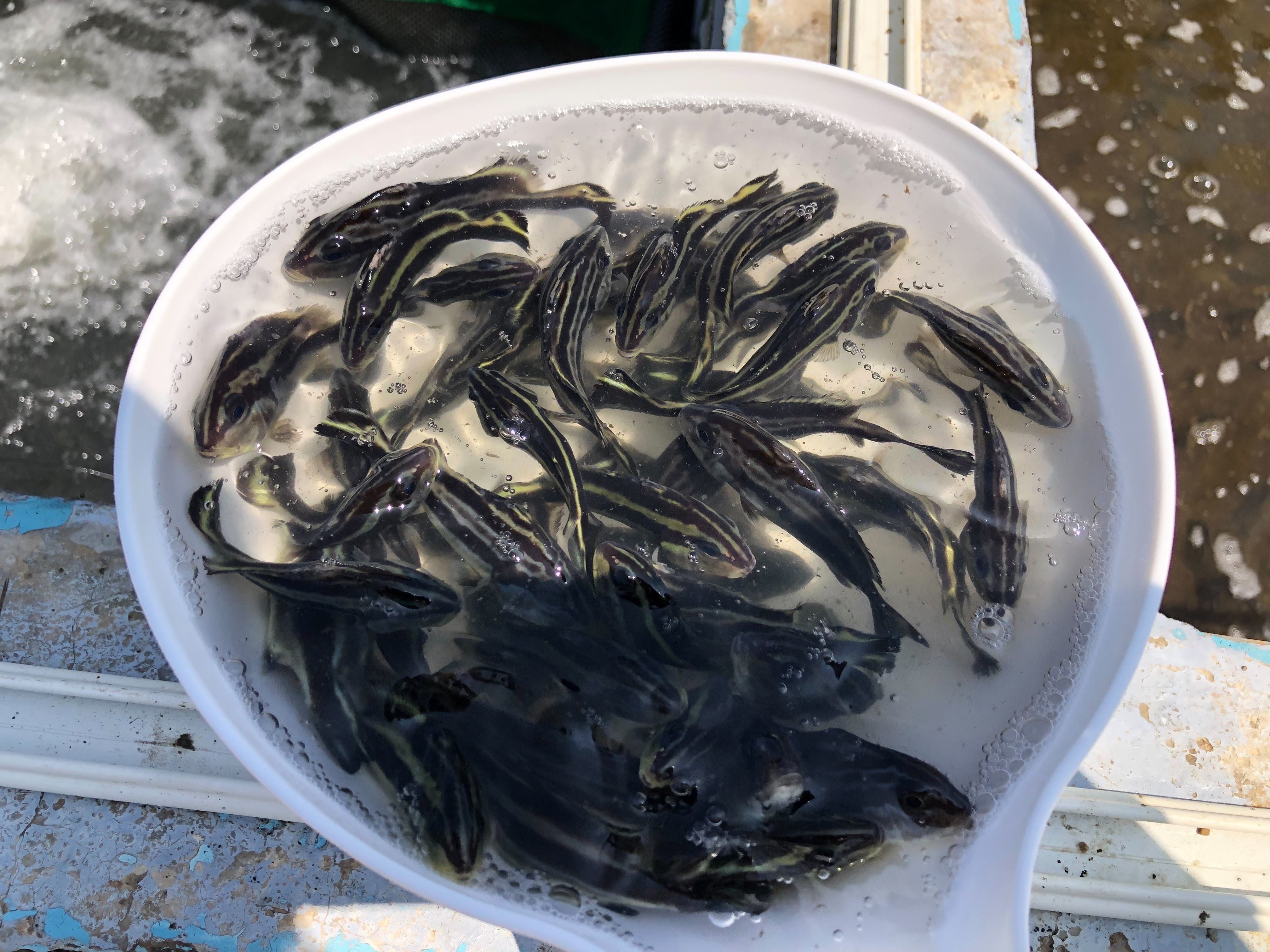 本次放流的密點少棘胡椒鯛幼魚(右)先在箱網中進行中間育成(左)2