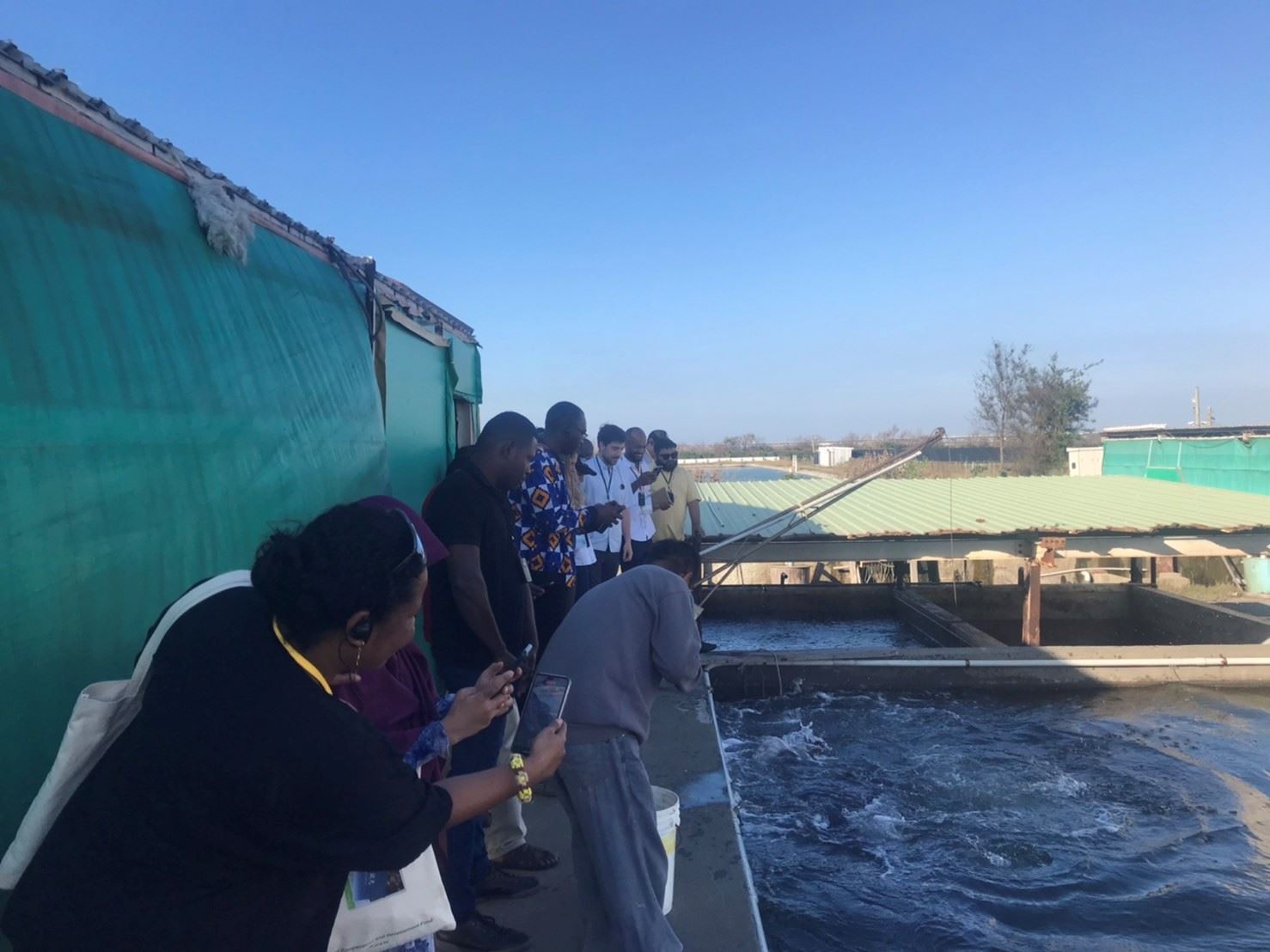 參觀石斑魚種魚餵食