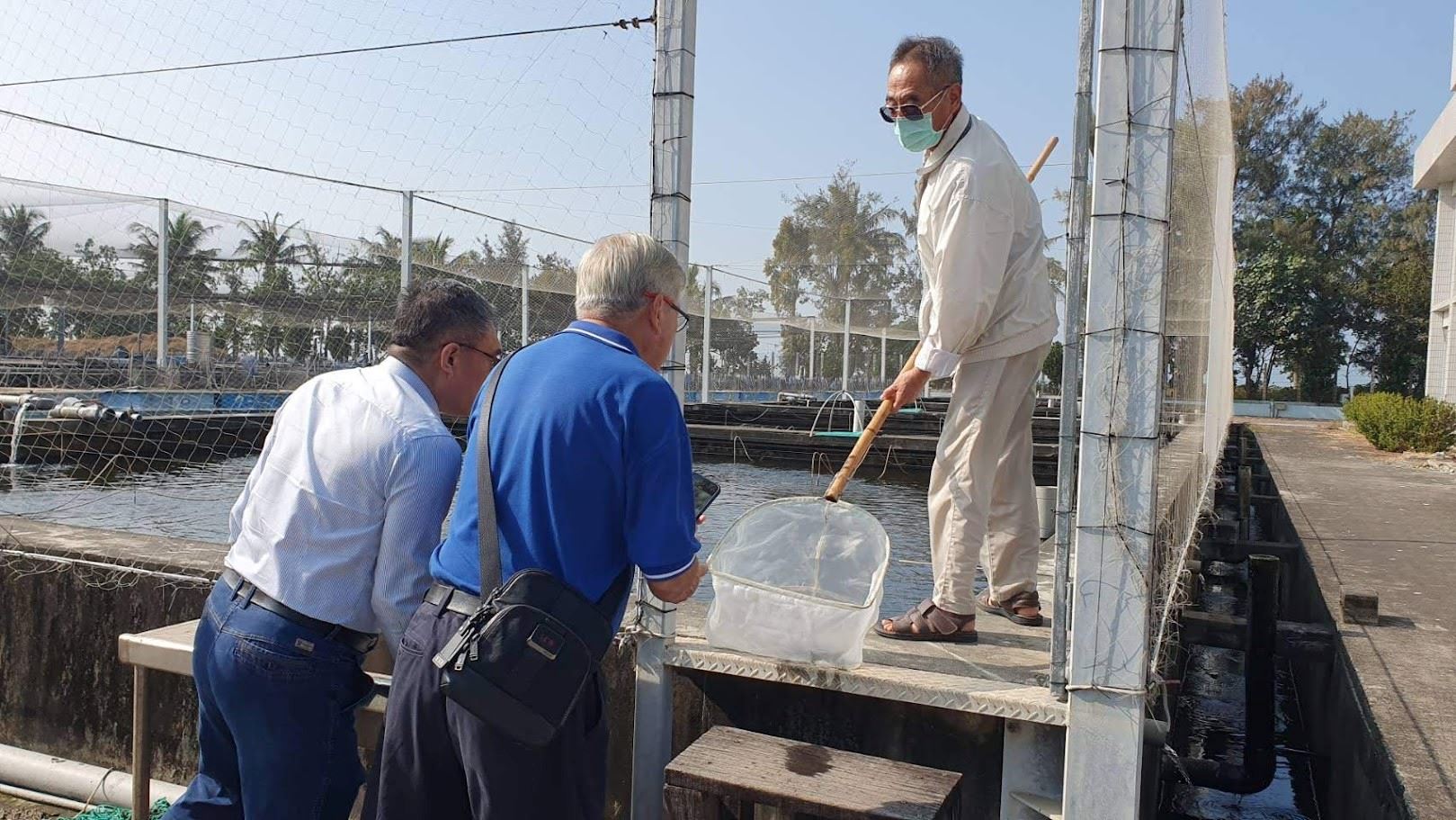 說明草蝦選育流程