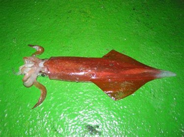 劍尖槍鎖管
