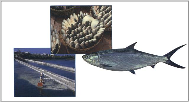 虱目魚養殖經濟國際研討會