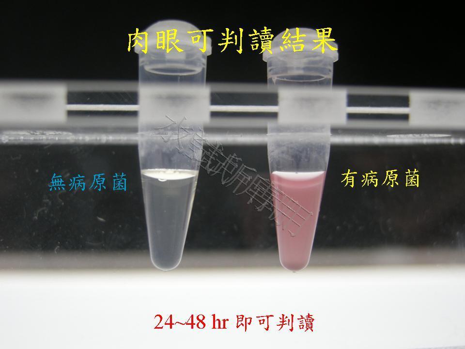 水產病原乳酸鏈球菌快速檢測套組之開發