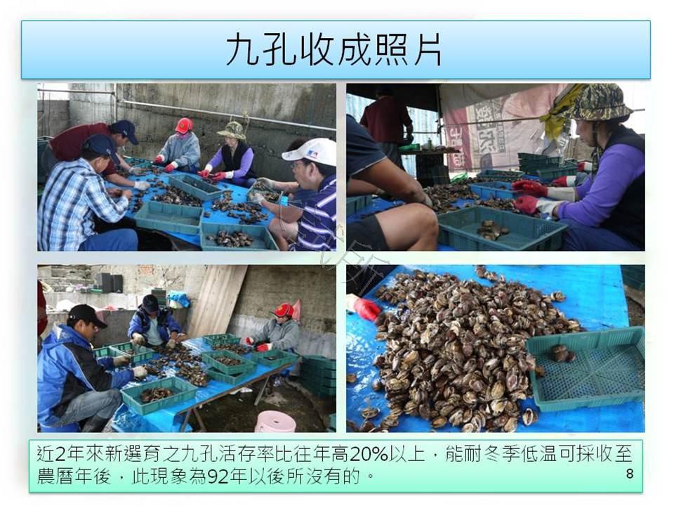 選育優良品種讓九孔養殖回春 
