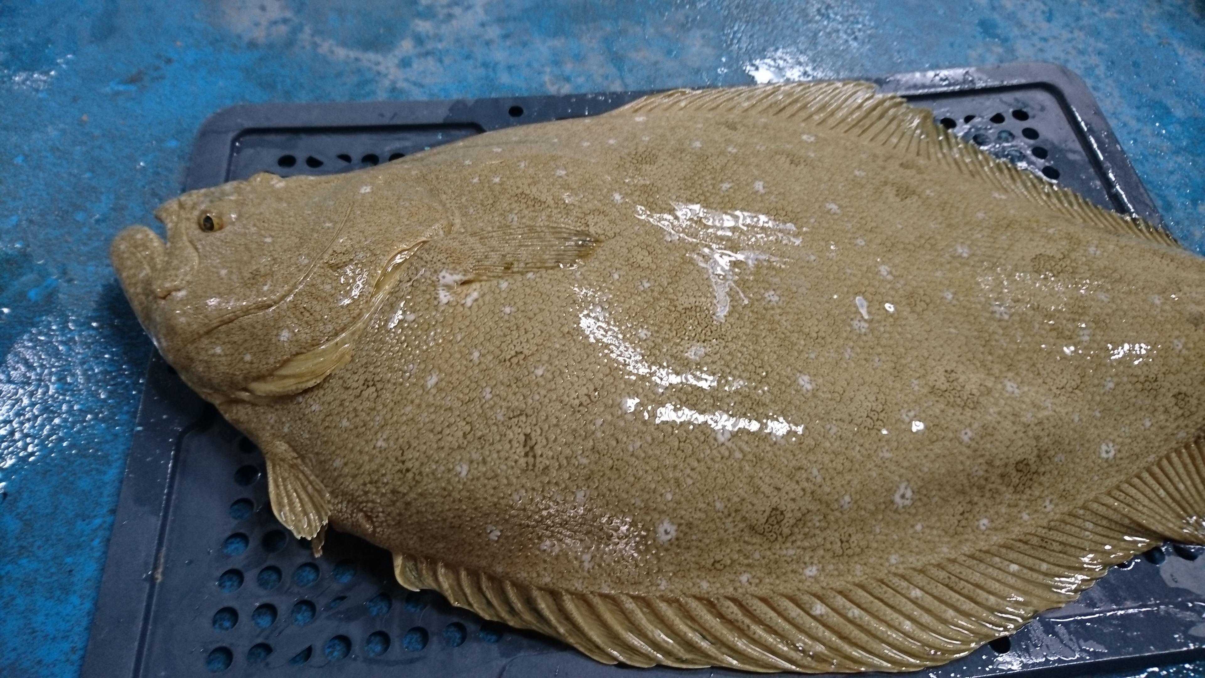 解密生殖技術　水試所成功繁殖高經濟溫水性魚類牙?