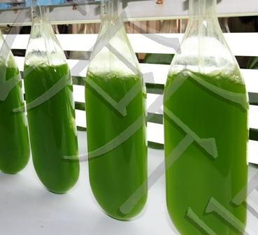 擷取CO2轉換成貝類餌料－緩解溫室效應