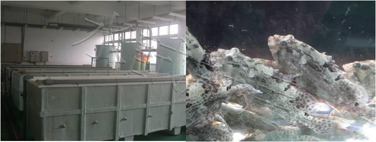 吃素救地球-魚兒也來響應吧