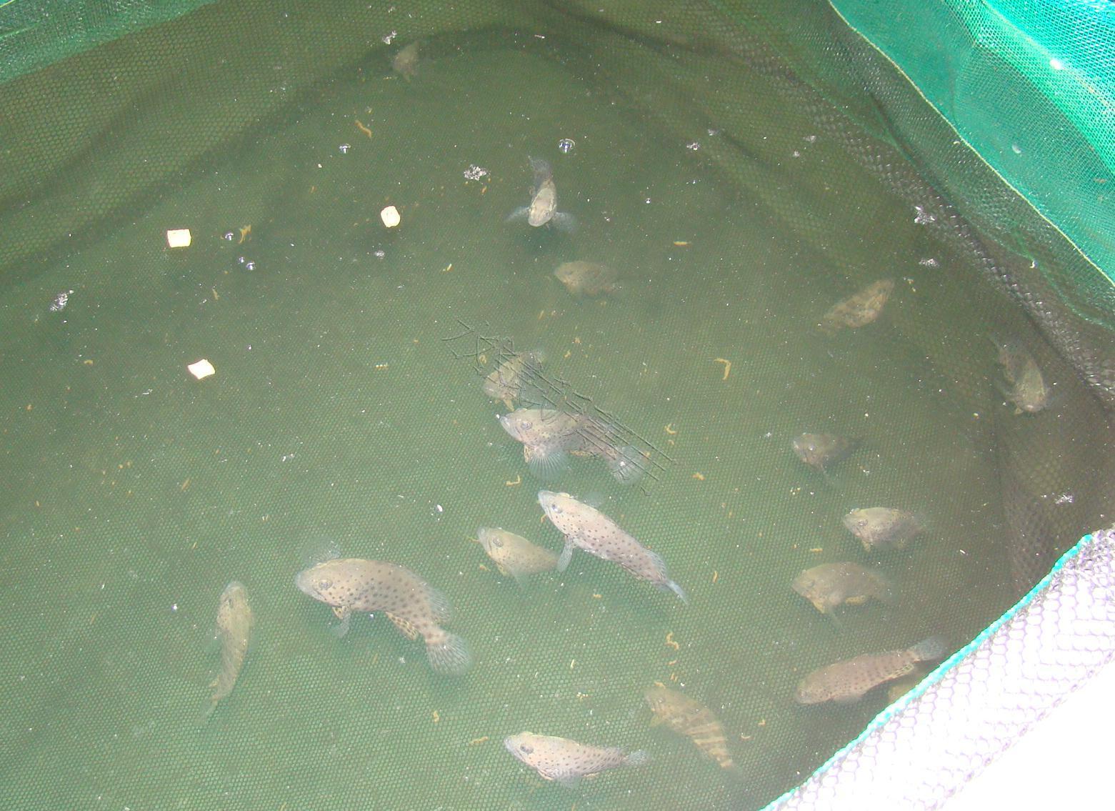 提昇龍膽石斑中間育成的飼料開發