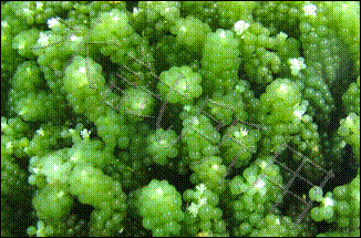 健康美食海藻三寶