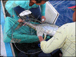 大型黃鰭鮪漁獲豐收