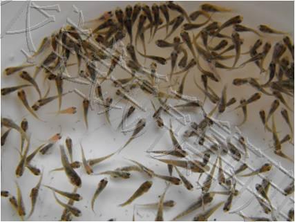 開發吳郭魚苗純度檢測技術為魚苗品質把關 