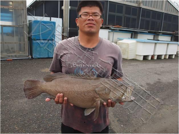 因應氣候變遷－耐低溫石斑魚繁殖成功