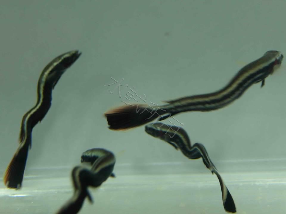 海鱺育種成功提高魚苗品質