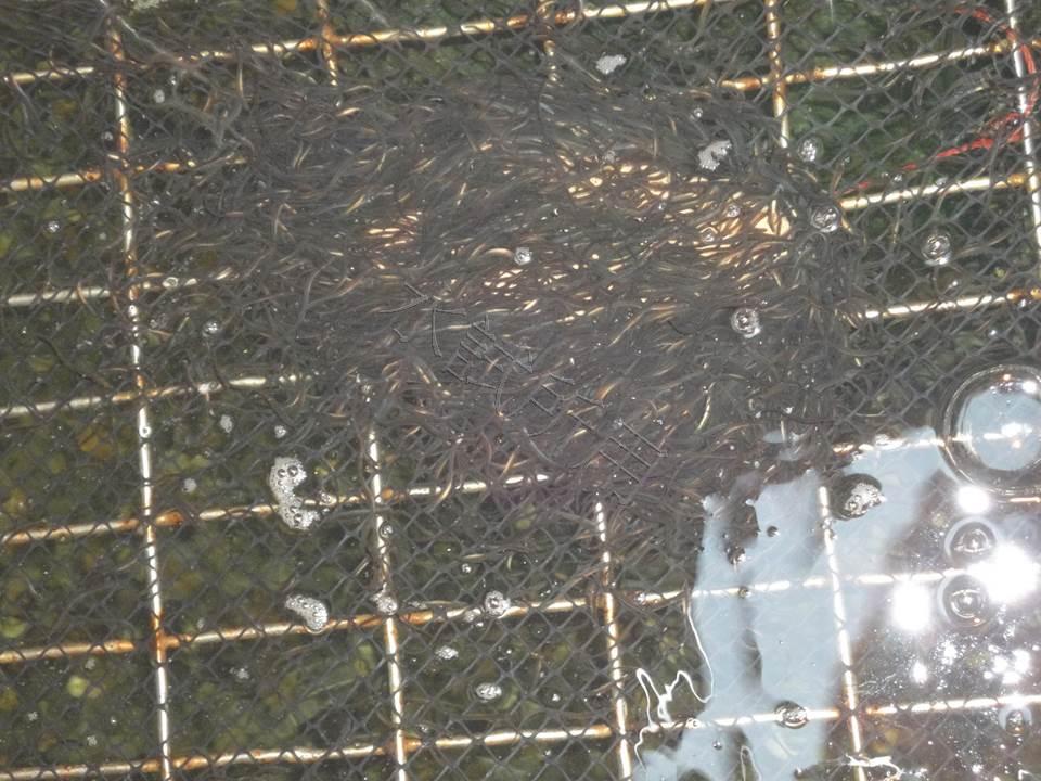 鰻苗用健康飼料開發成功 